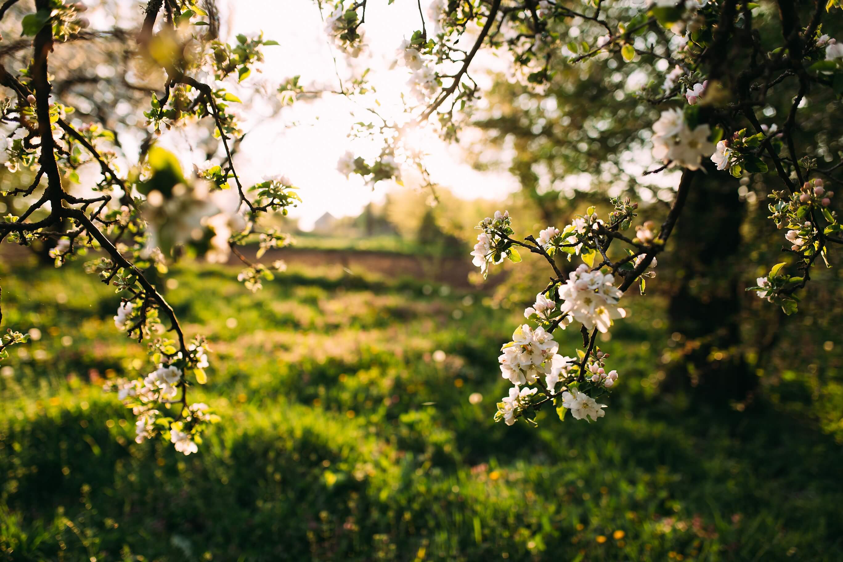 Pretty spring flowers on the tree overlooking a field